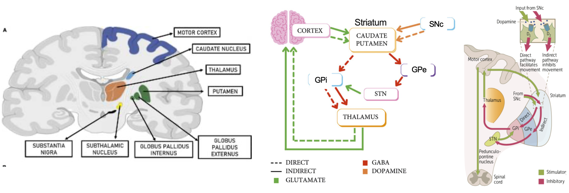 Basal ganglia