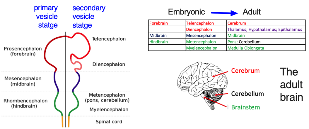 Brain