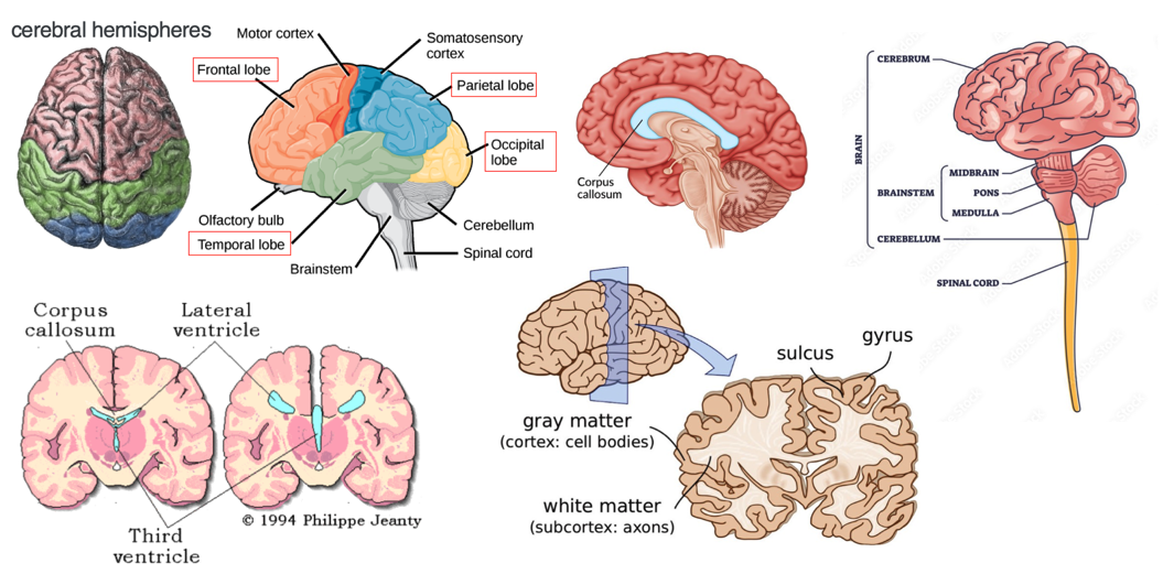 Brain