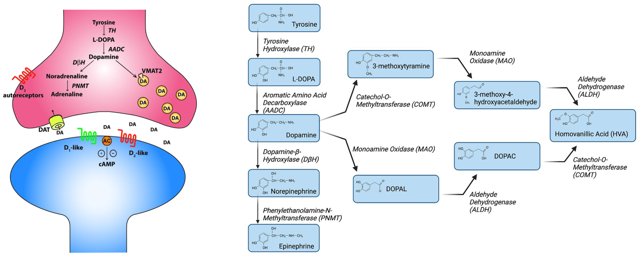 Dopamine