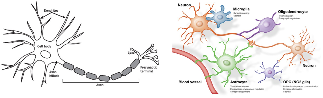 Neuron