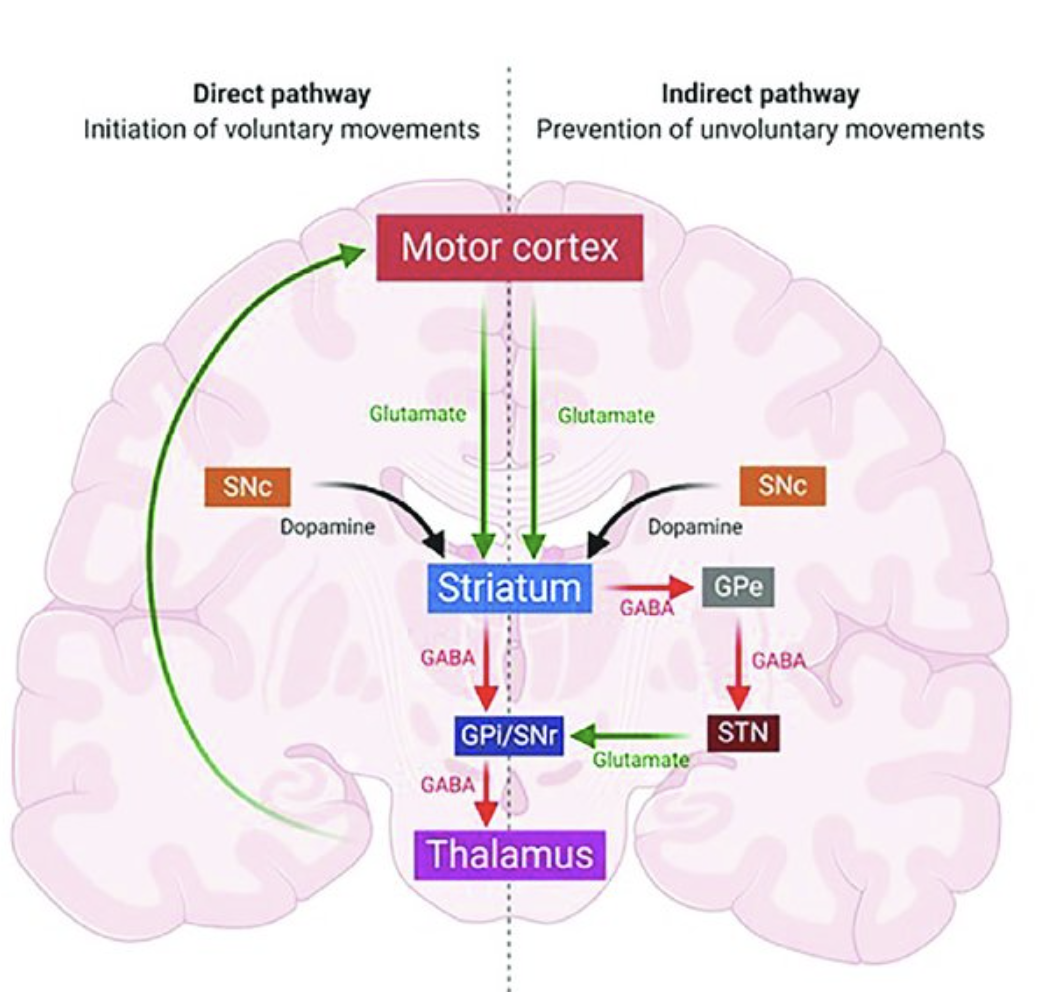 Brain circuits