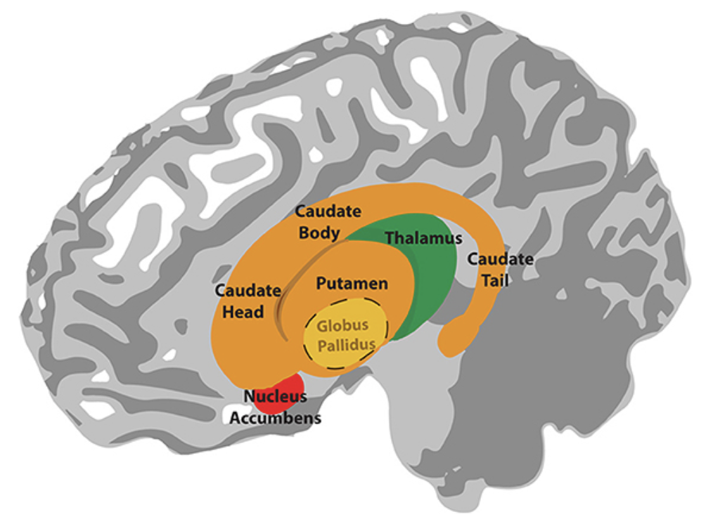 Basal Ganglia